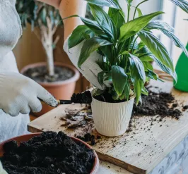 Indoor Garden.jpeg