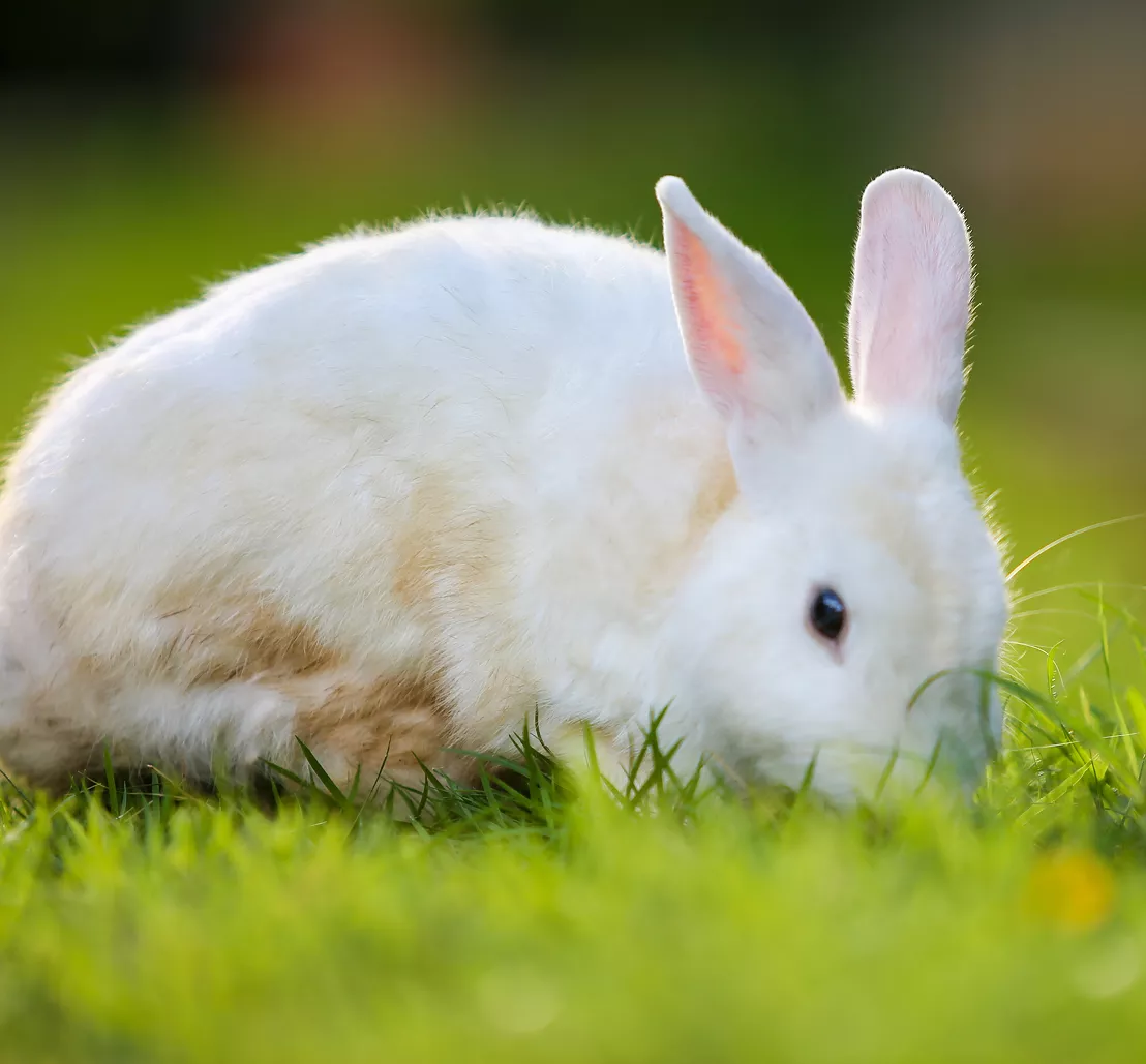 Bunny ADOBE