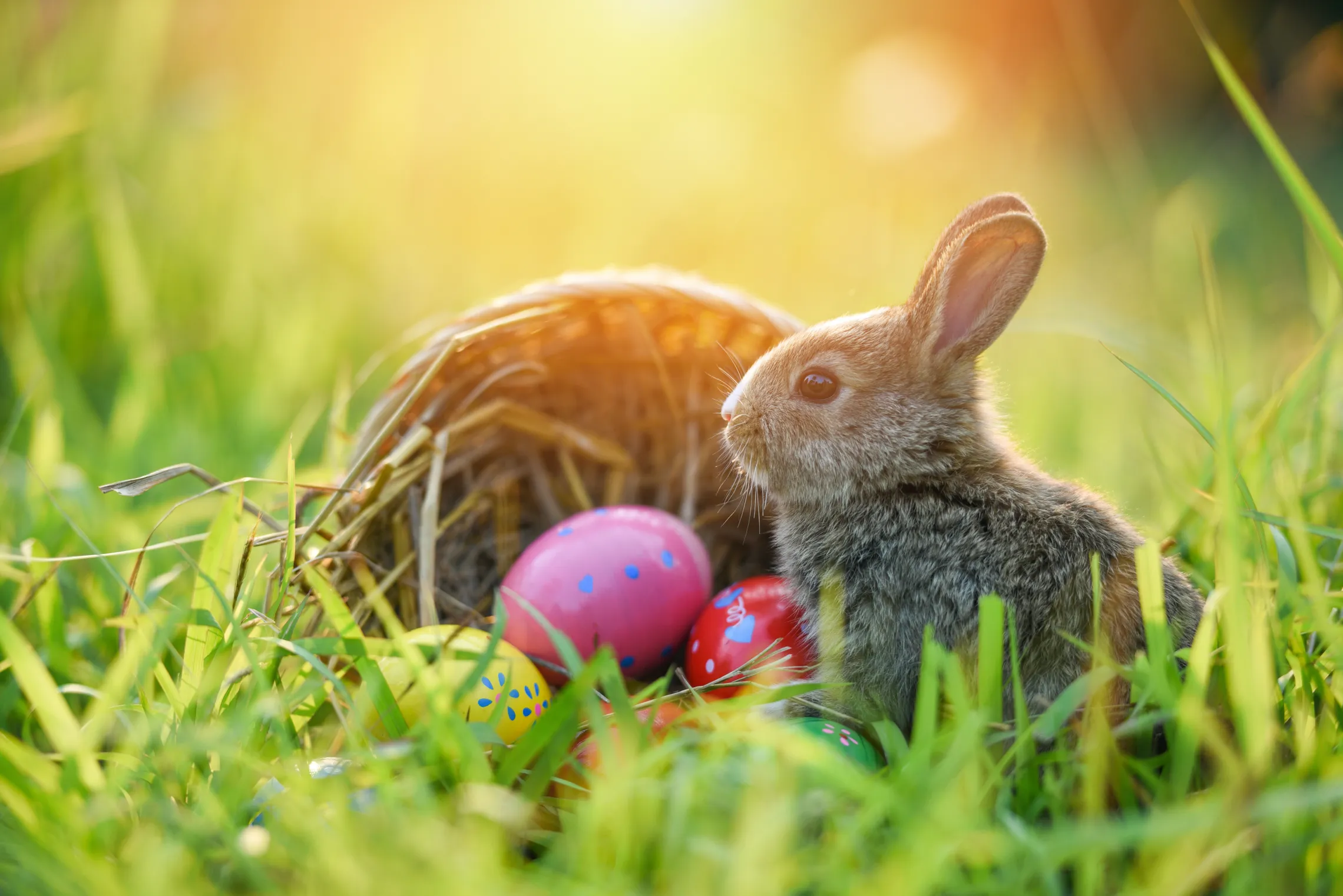 Easter Bunny