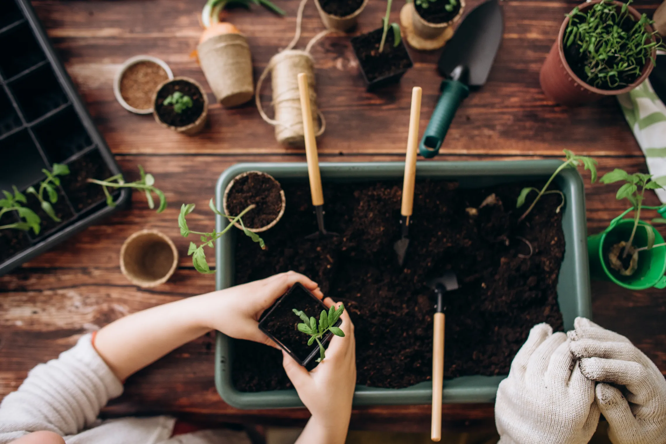 Planting Seeds