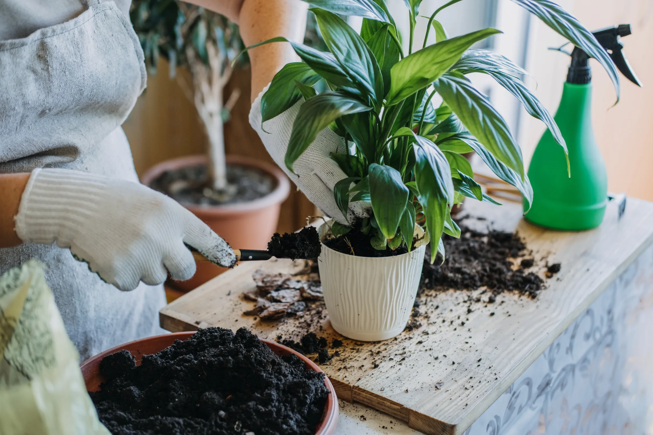 Indoor Garden.jpeg